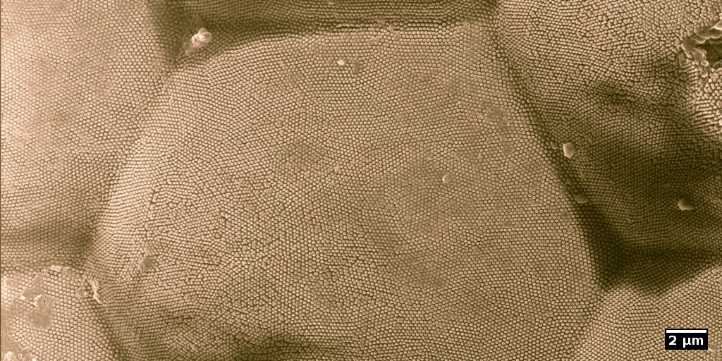 Nanostructure on the eye of a moth as seen by helium-ion microscopy.
Image: Dr. Matthias Schmidt, ProVIS, UFZ.
.