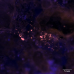 Bacteria colonizing soil-minerals as detected by fluorescense in-situ hybridization.
Sample and image: Dr Chaturanga Bandara and Dr Niculina Musat.