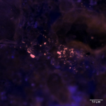 Bacteria colonizing soil-minerals as detected by fluorescense in-situ hybridization.
Sample and image: Dr Chaturanga Bandara and Dr Niculina Musat.