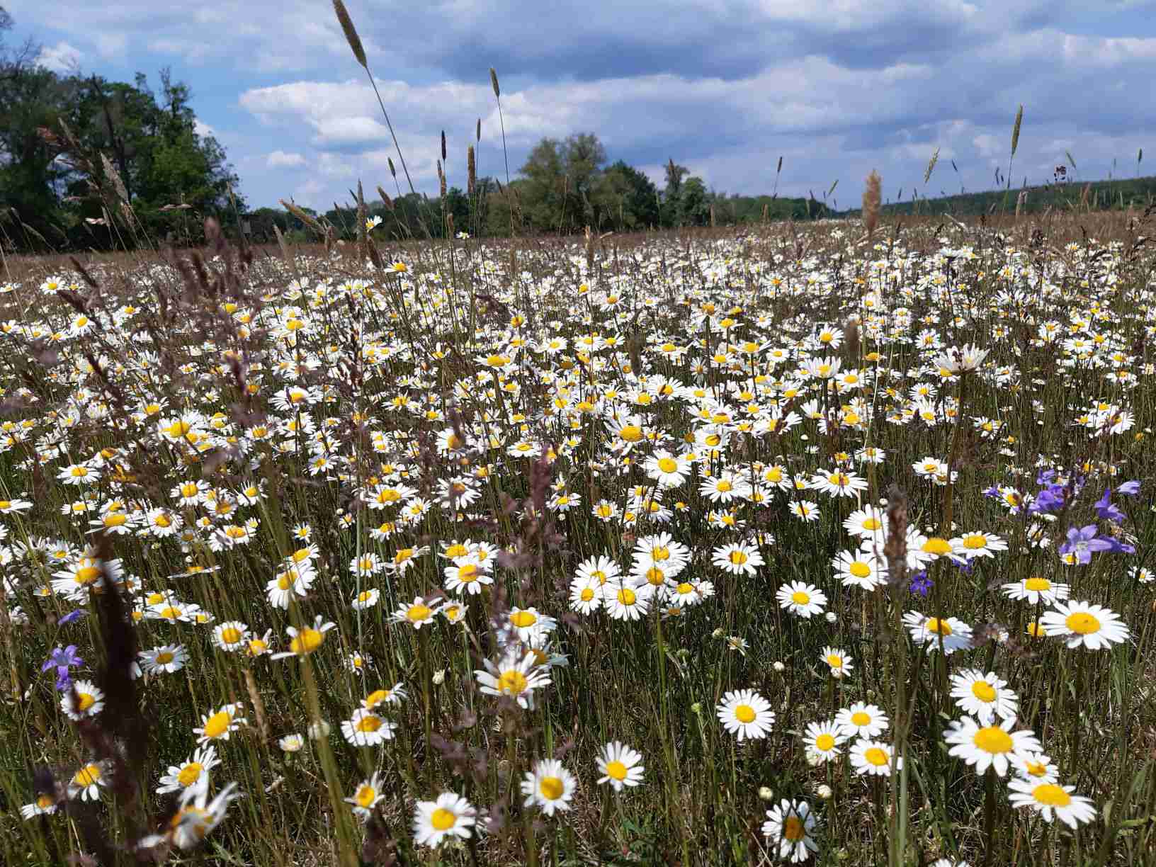 Auenwiesen an der Mittelelbe, Foto: Mathias Scholz