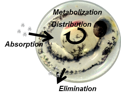 Microscope image of a zebrafish embryo, © UFZ