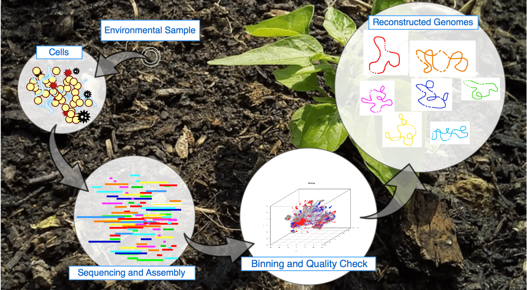 Reconstruction of genomes from microbial community genetic potential (© Rodolfo Brizola Toscan).