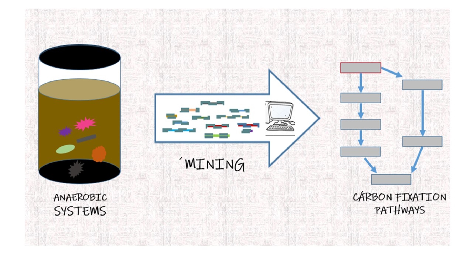 Detection of dynamics of carbon fixation pathways in anaerobic systems using multi-omics analysis (© Kabiru Muhamaad).