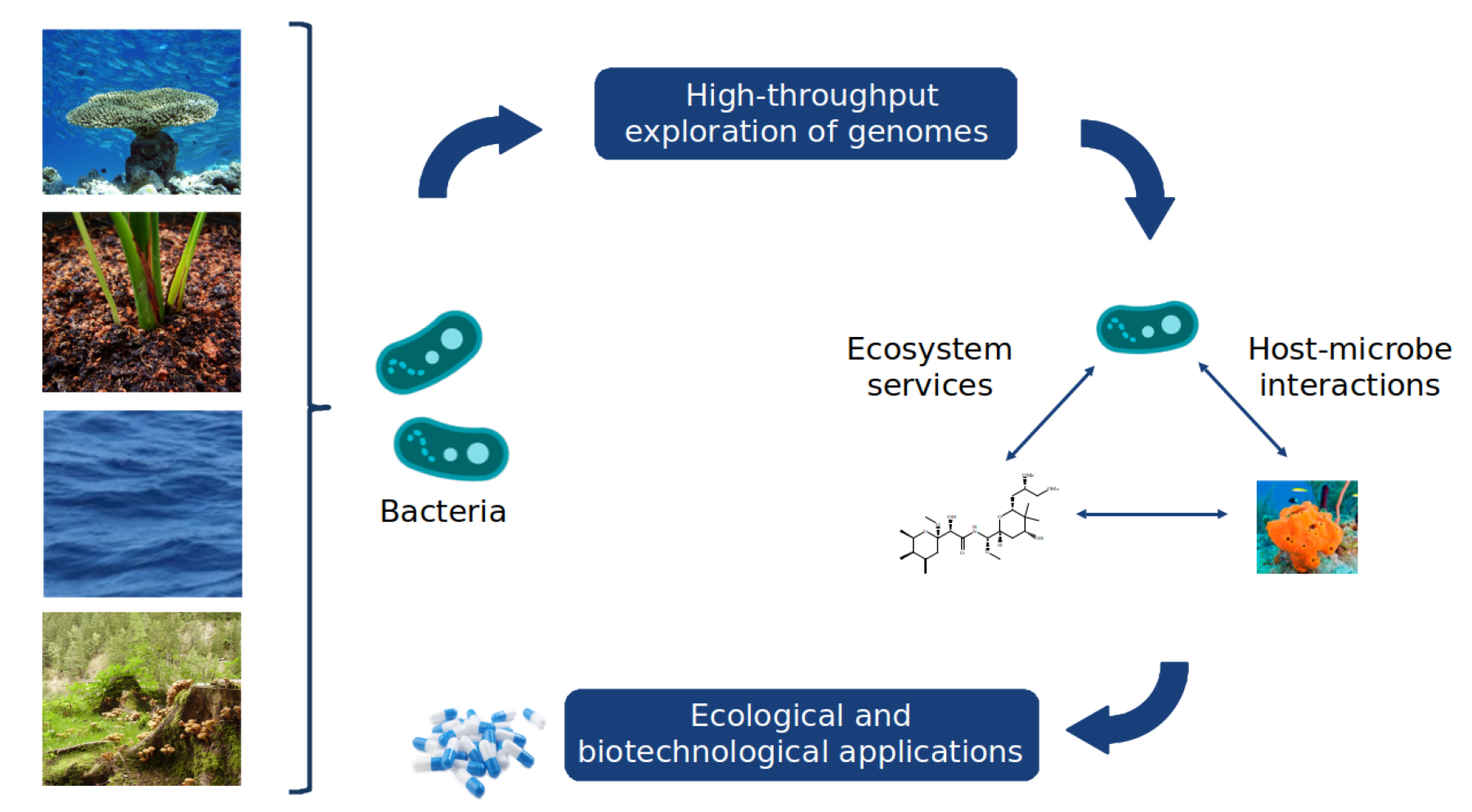 High-throughput exploration of genomes towards ecological and biotechnological applications (© Sandra da Silva).