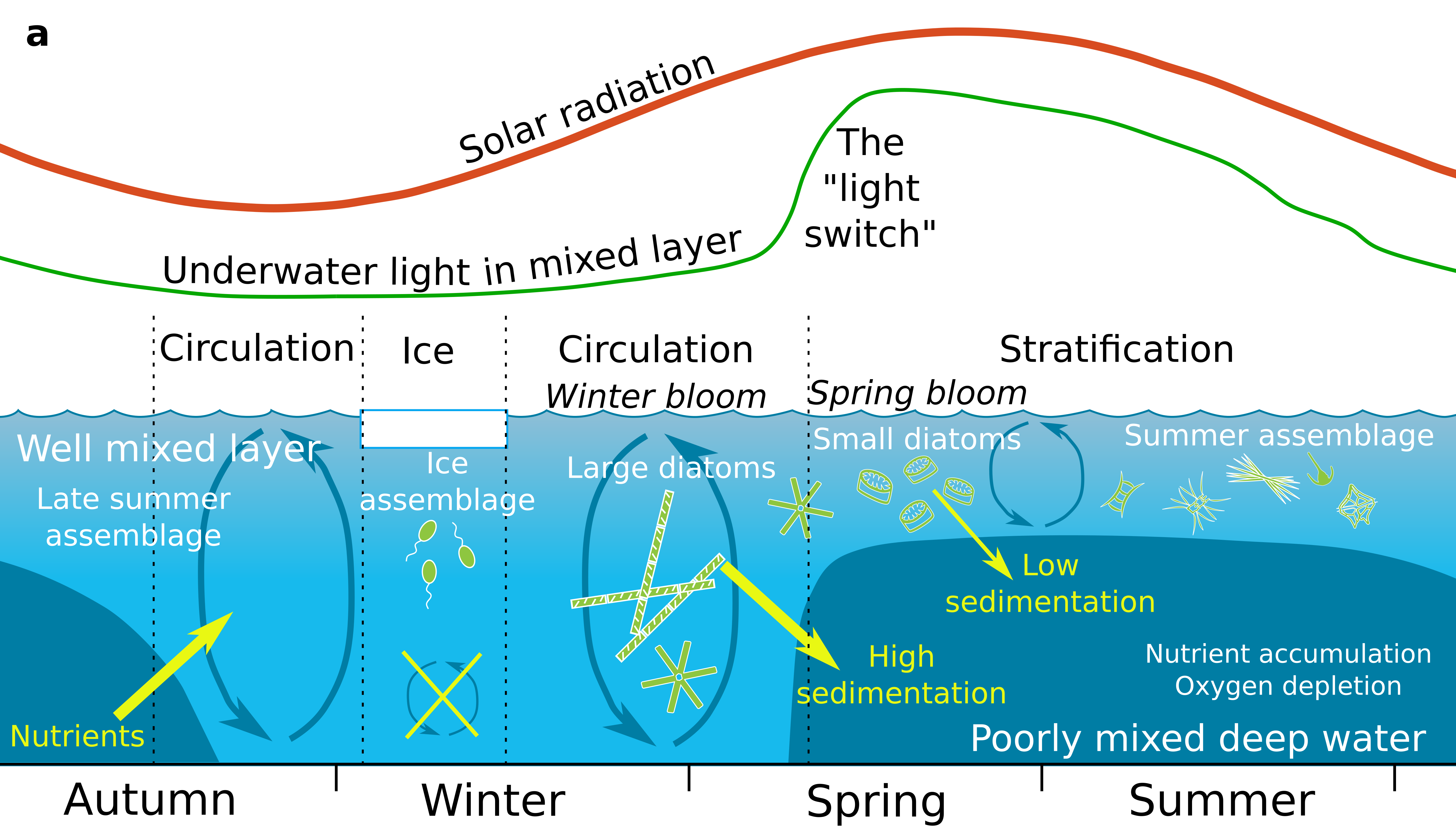 Concept of winter diatom blooms Concept of winter diatom blooms