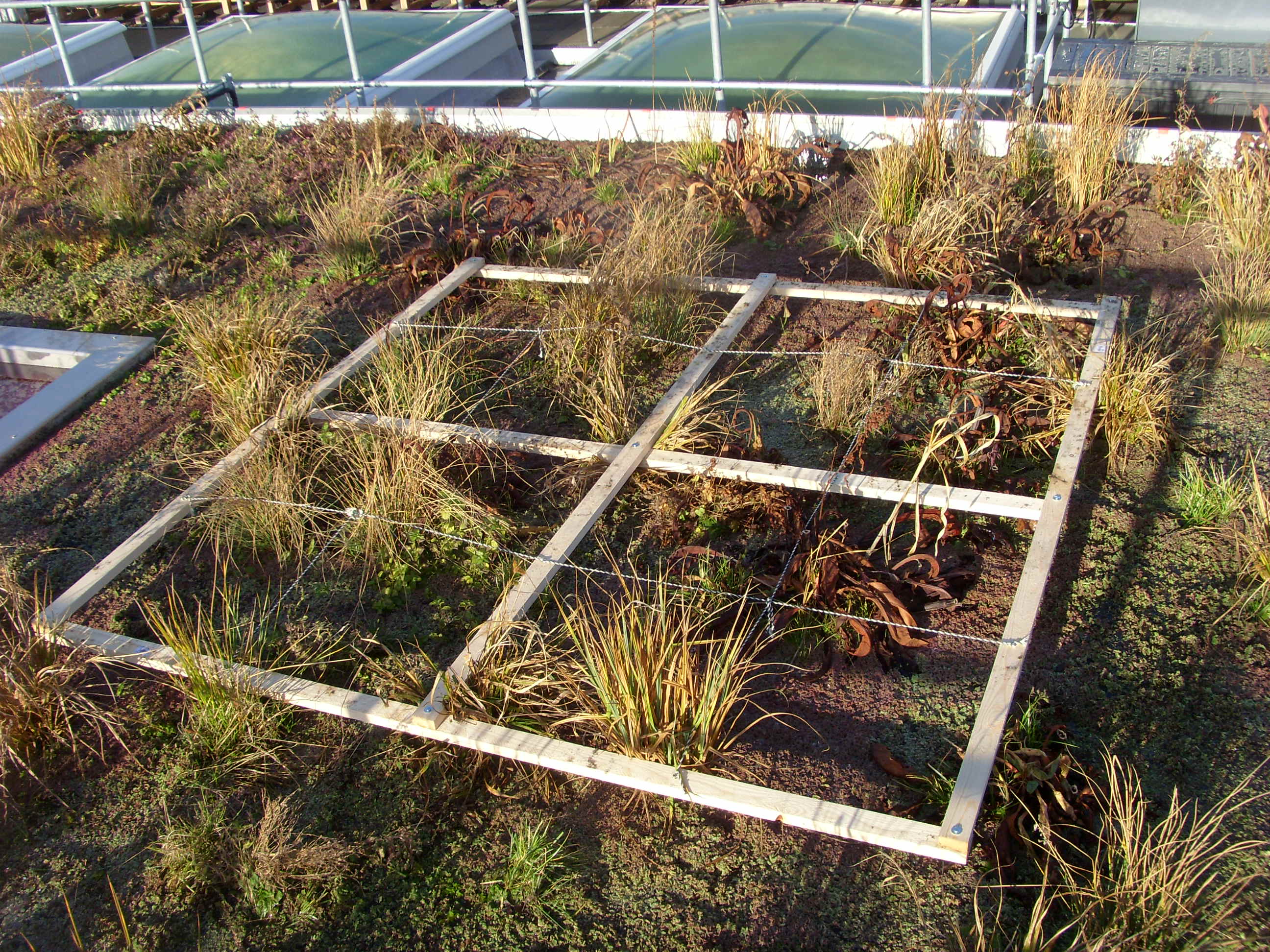 Swamp plant area with staked grid