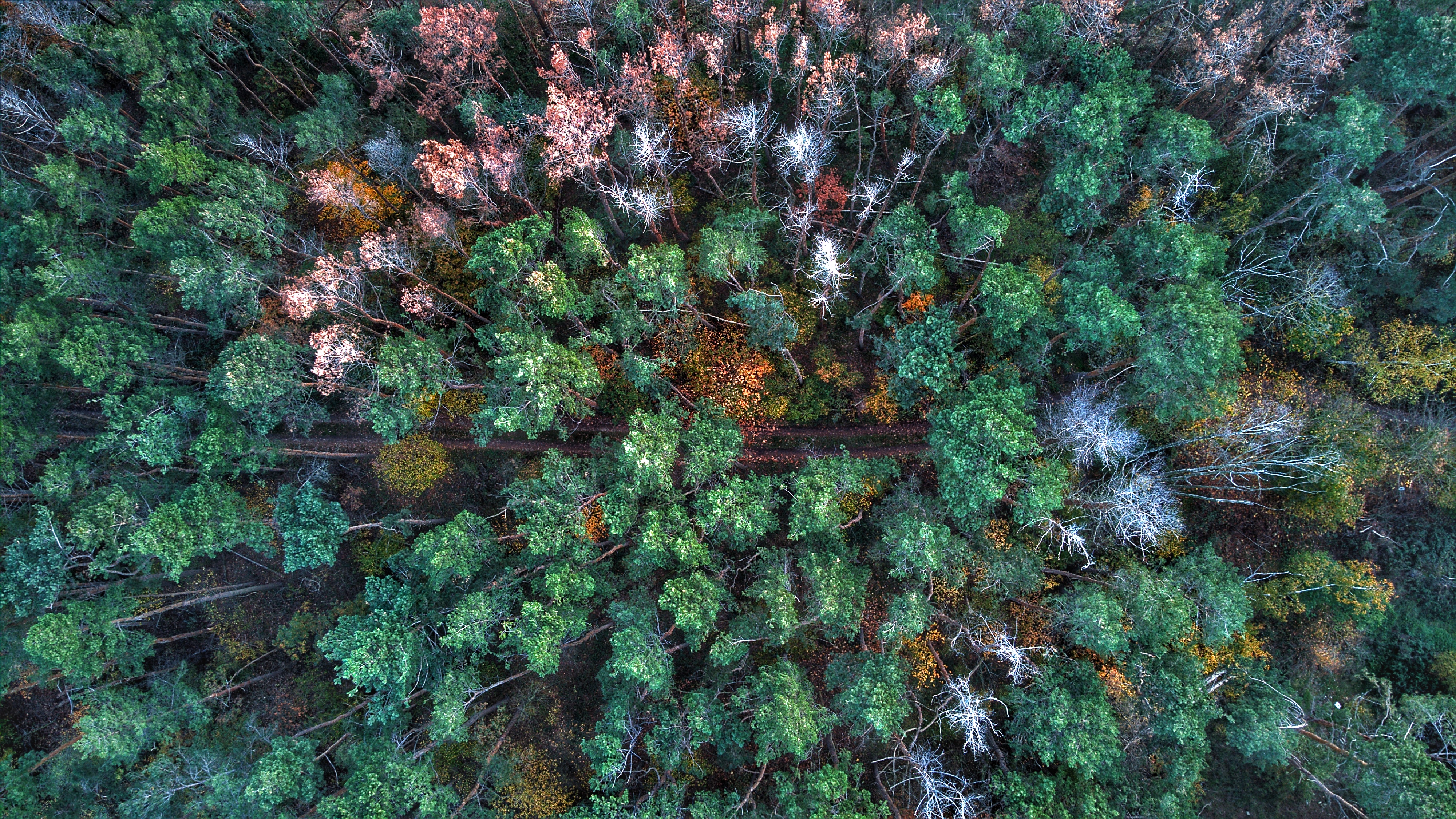 UAV image of a mixed forest