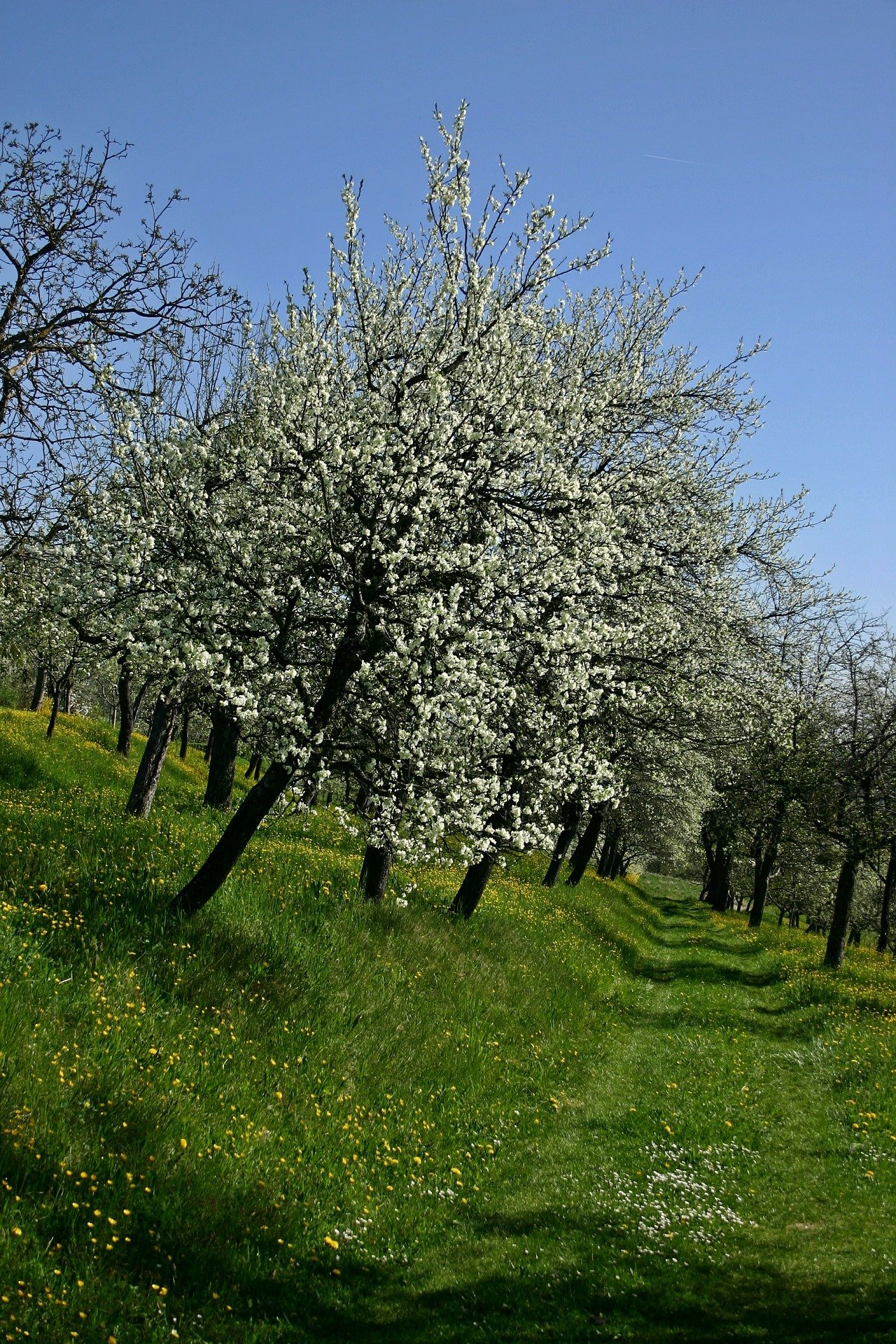 Streuobstwiese im Frühjahr Streuobstwiese im Frühjahr
