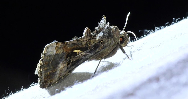 Gammaeule (Autographa gamma) an der Lichtfalle. Foto: Dorte von Stünzner