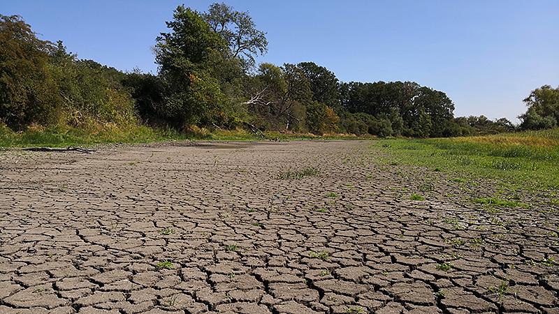 Alte Saale zwischen Groß Rosenburg und Mündung der Saale in die Elbe in Sachsen-Anhalt.
Foto: Thomas Sockel, August 2018.