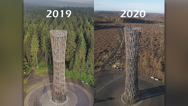 Borkenkäferkalamität am Lörmecke-Turm: Knappe 1,5 Jahre liegen zwischen den beiden Aufnahmen.
Foto: Christoph Hentschel, Juni 2019 und Dezember 2020.
