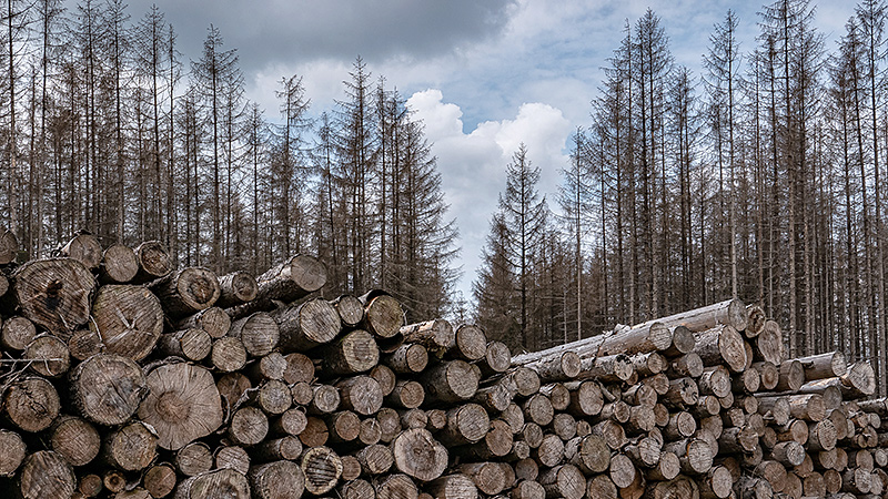 Die Fichte - keine Zukunft im Klimawandel. Großflächig abgestorbene Fichtenbestände im Reinhardswald in Nordhessen.
Foto: Dr. Markus Ziegeler, Juni 2020.