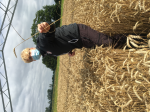 Paul (Technician) is checking if the wheat is ready for harvest ;)