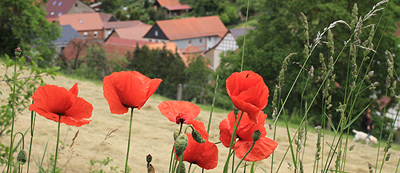 Project: "Securing farmland biodiversity and ecosystem services for people and nature". Photo: Guy Pe'er/UFZ