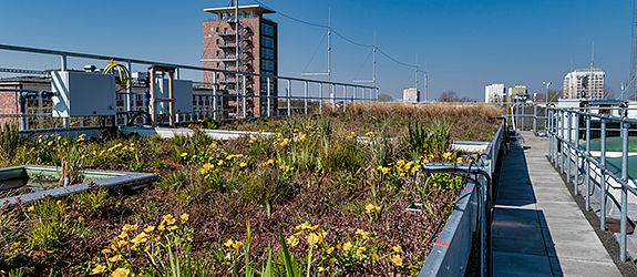 The research green roof at the UFZ location in Leipzig, Germany.
Photo: André Künzelmann/UFZ