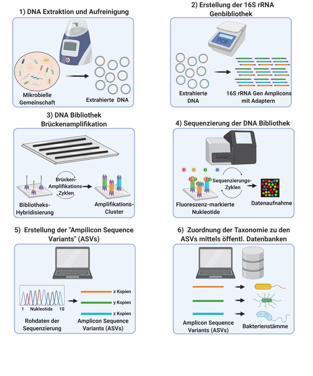 16S rRna analysis