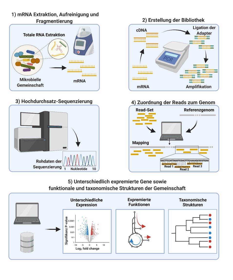 Metatranscriptomics Metatranscriptomics