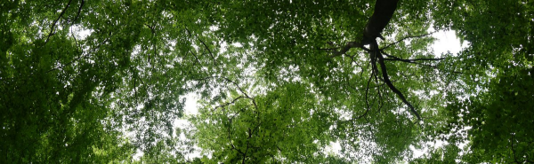 Forest vegetation. Source: Kleidon-Hildebrandt/UFZ