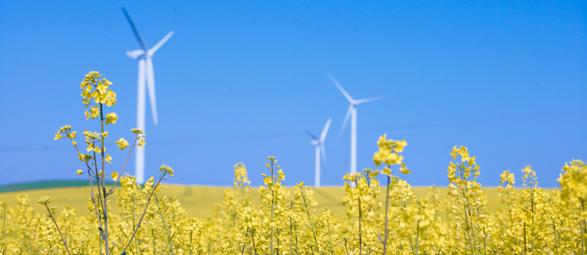 windmills on a rape field