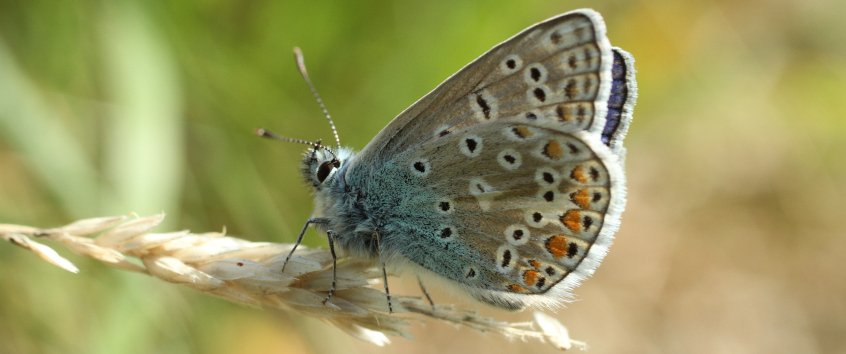 Heuheuchel blau, Photo: Guy Peer