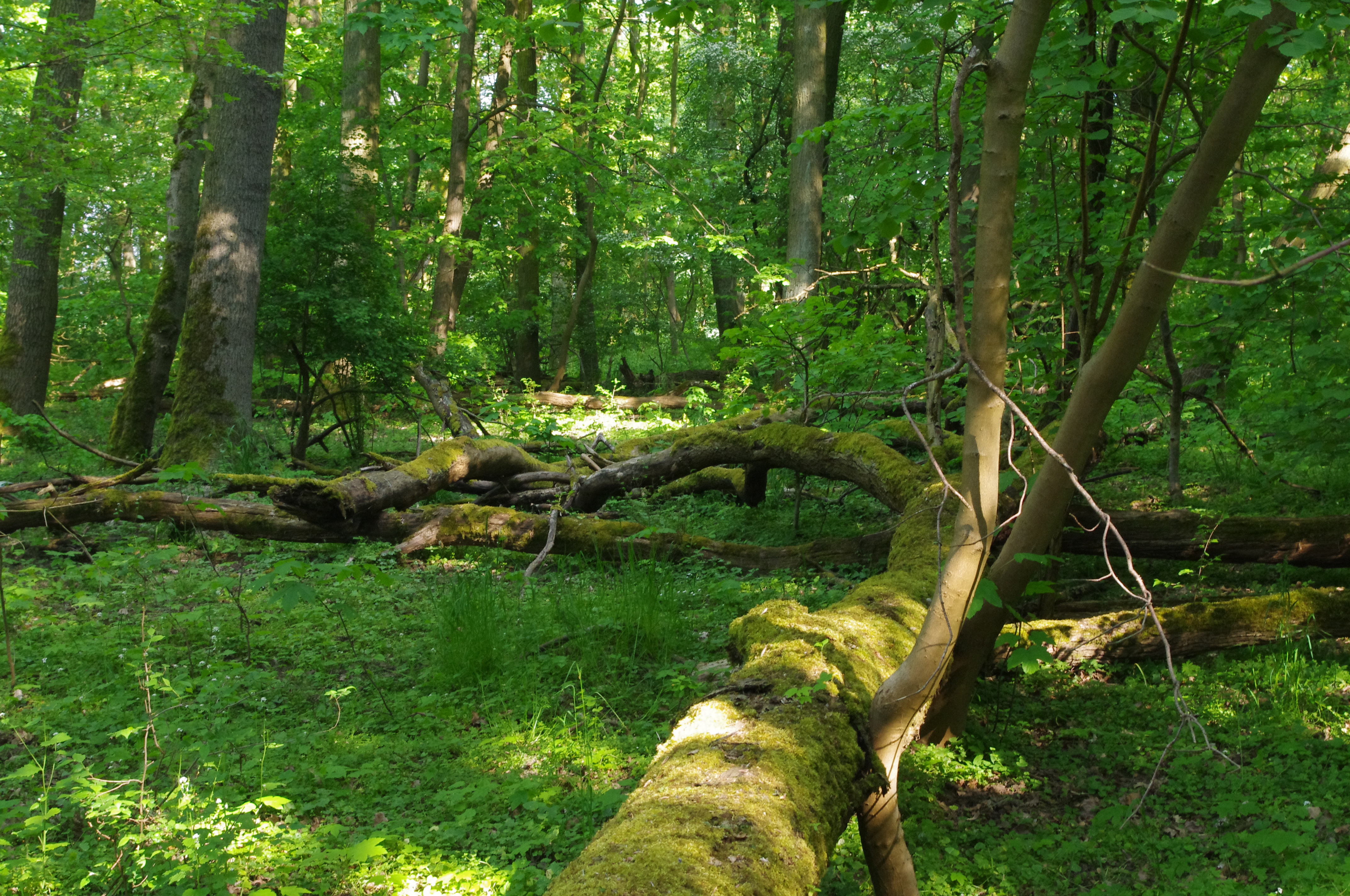 Hartholz-Auenwald an der Mittelelbe, Foto: Mathias Scholz