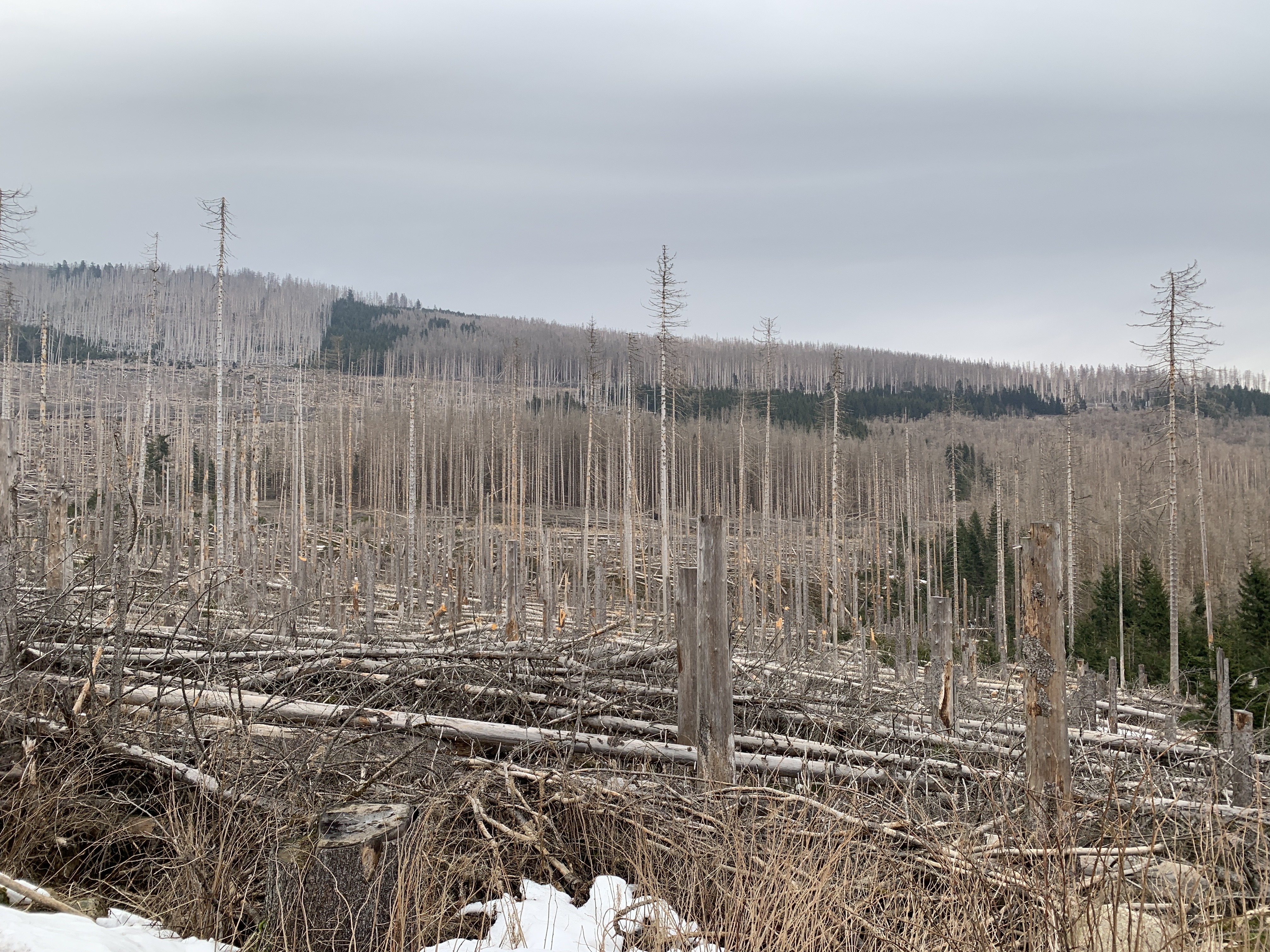 Impression from Brocken Mountain and the City of Schierke (Mrz. 2022)