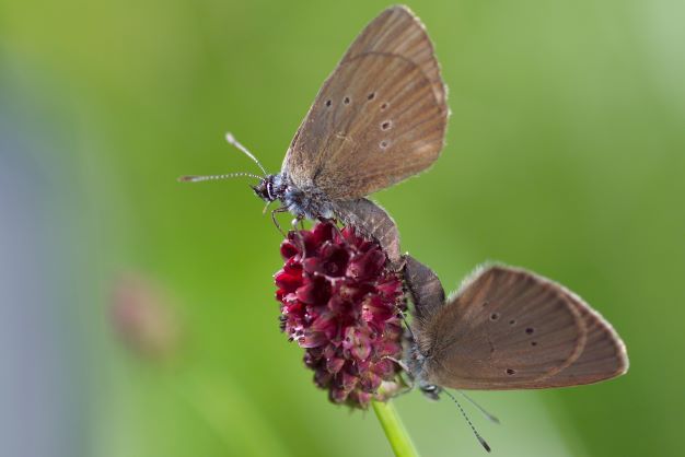 Dunkler Wiesenknopf-Ameisenbläuling (Maculinea nausithous),  Foto: André Künzelmann