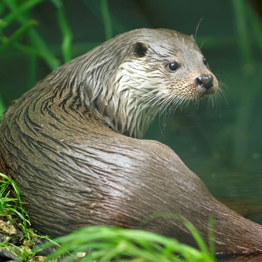 Fischotter, Foto: André Künzelmann, UFZ