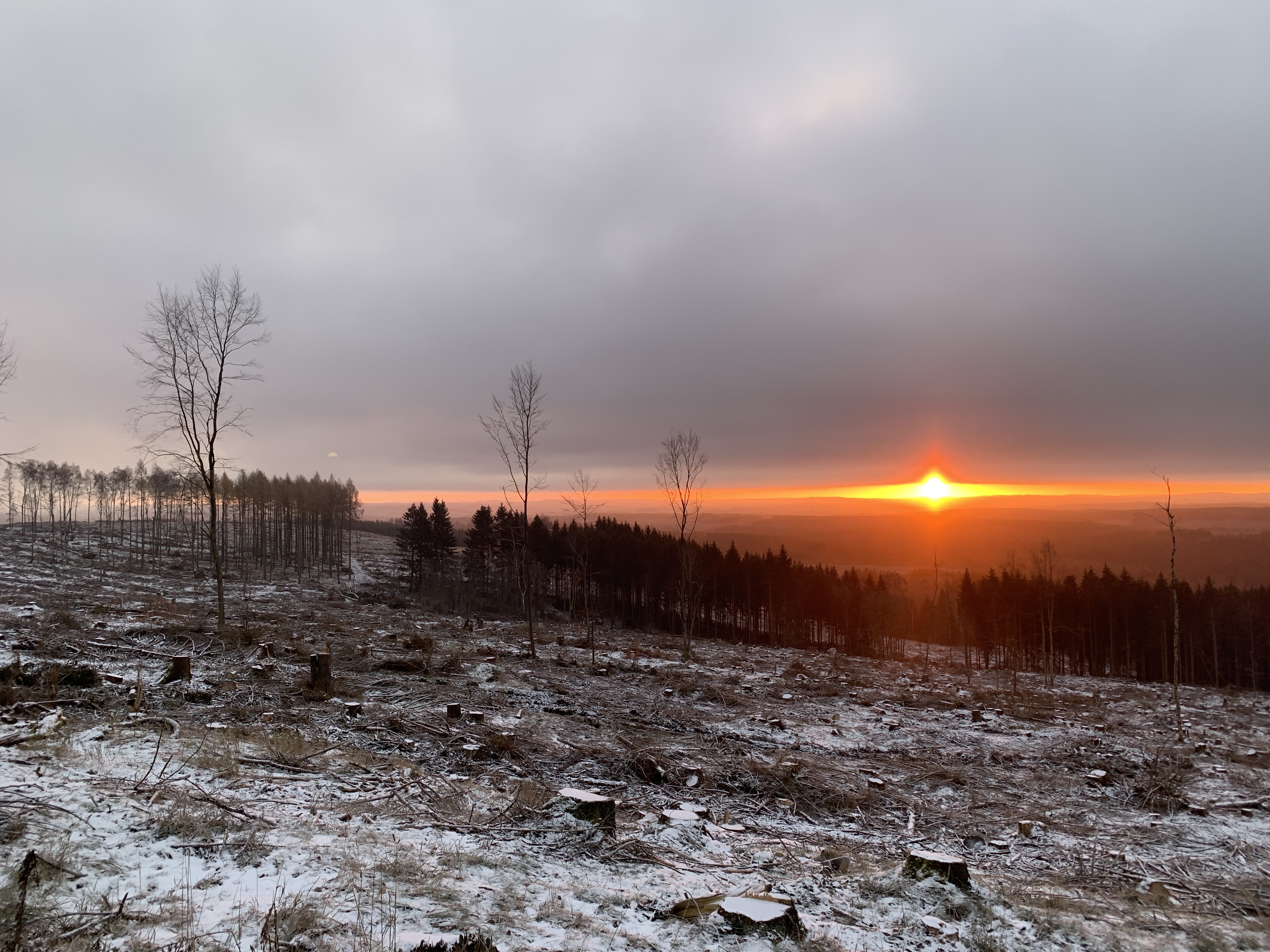 Harz Mountains in winter 2022, dead forest
