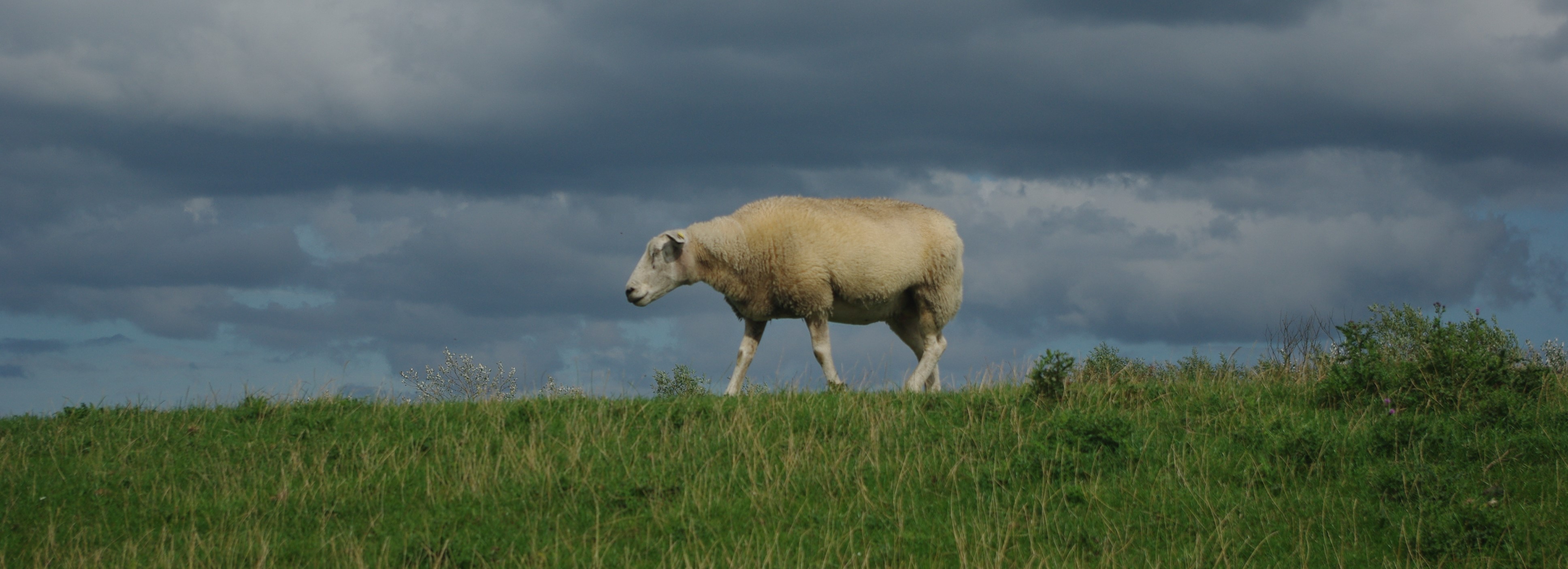 Schaf in der norddeutschen Plattebene (eigene Aufnahme).