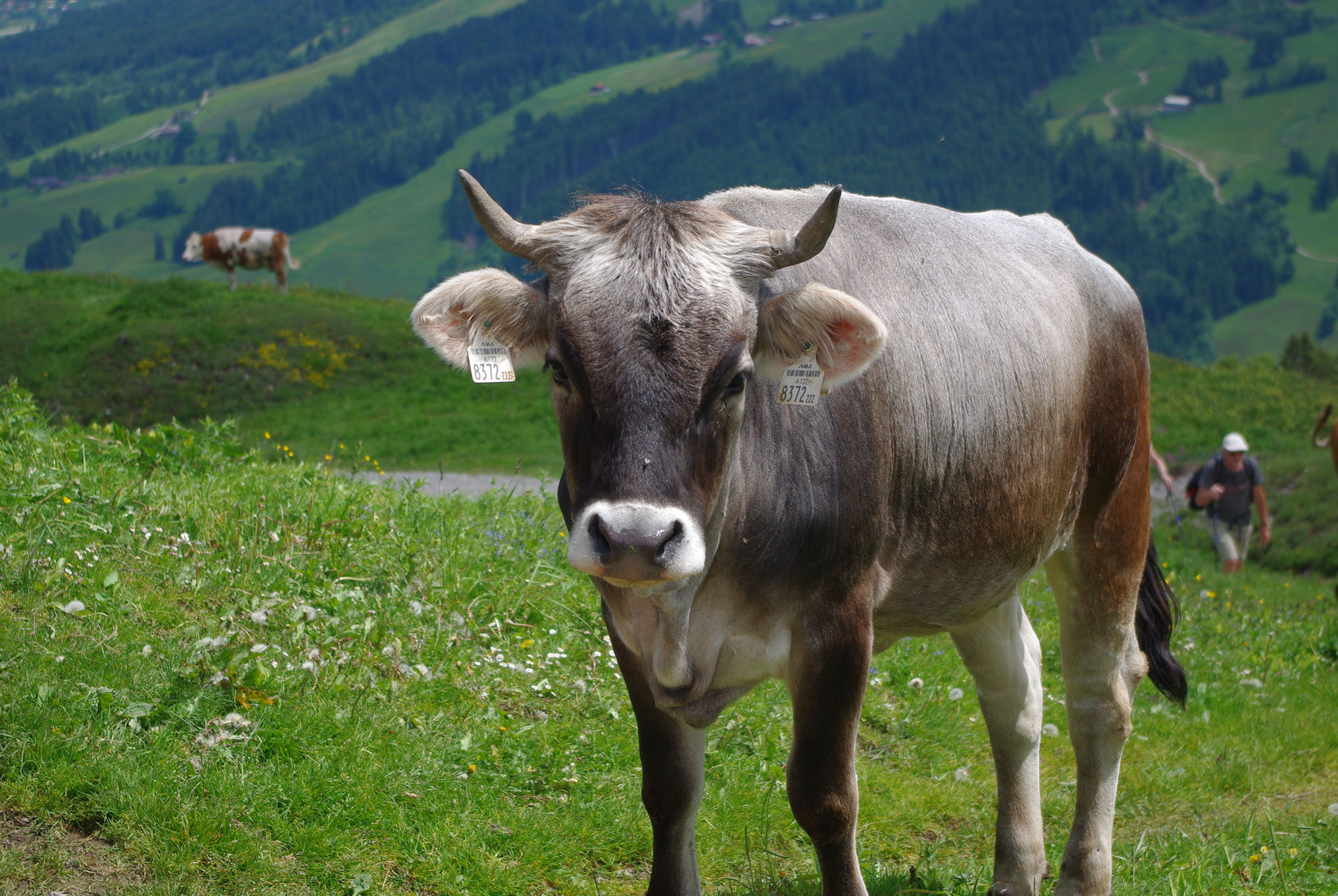 Kuh auf Alpenwiese