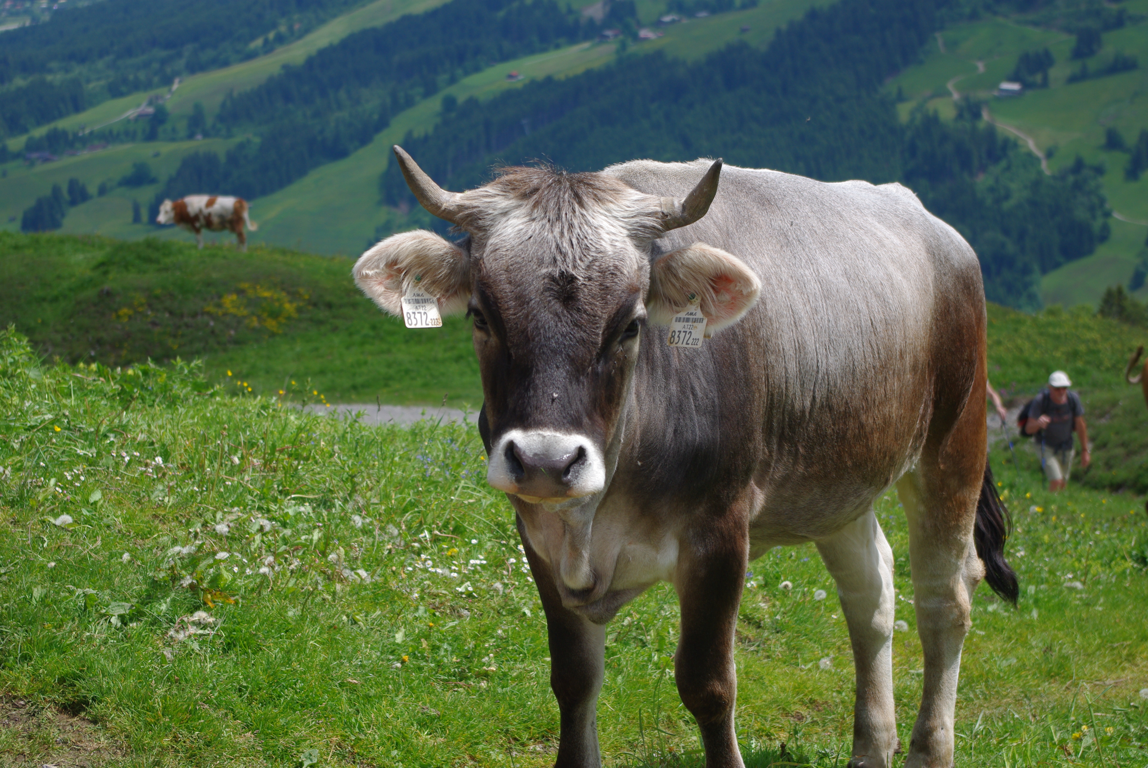 Cow on alpine meadow