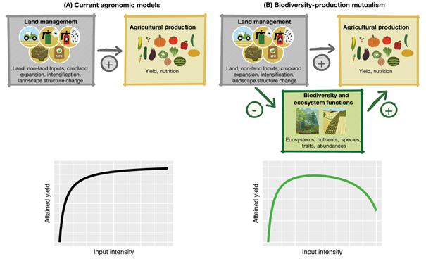 Gegenüberstellung aktueller agronomischer Modelle (A) und eines Ansatzes, welches die gegenseitigen Beziehungen zwischen Biodiversität und Produktion (B) berücksichtigt (ref ).