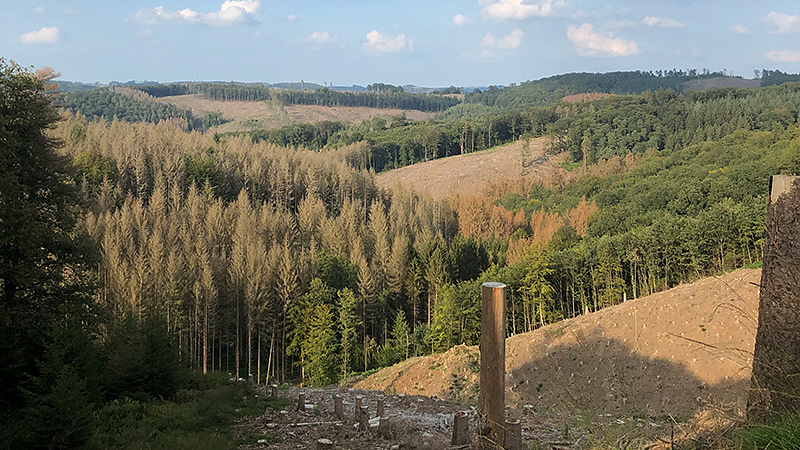 Waldsterben Oberberg.
Foto: Patrick Gieschen, September 2021.