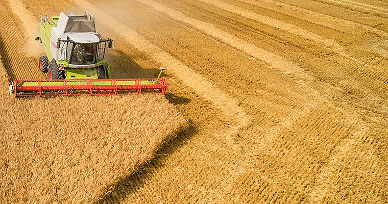 Getreideernete in Mitteleuropa mit Mähdrescher. Foto: André Künzelmann/UFZ