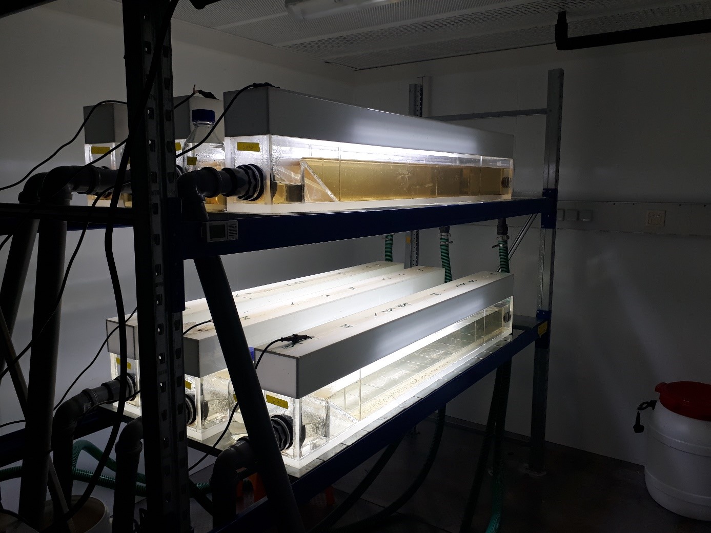 Experimental setup to study the fate and effect of sulfamethoxazole in pristine and wastewater-impacted river water (©Sarah Haenelt)