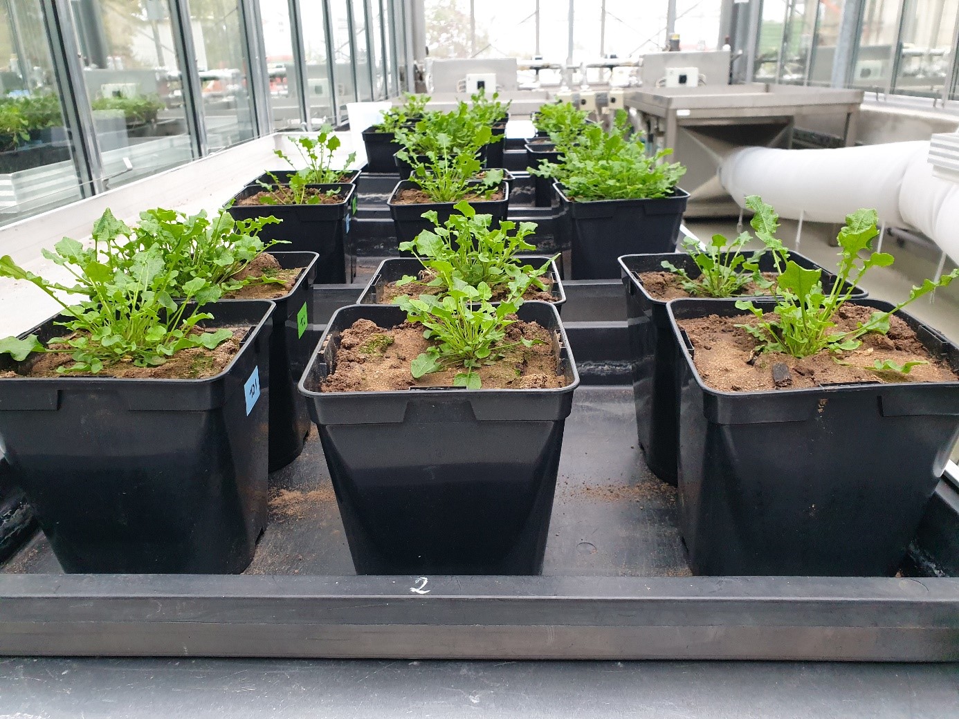 Metal hyperaccumulating plant Arabidopsis halleri in the greenhouse (©Marie Muehe)