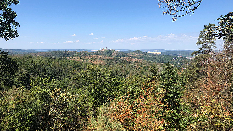 Blick auf die Wartburg in Thüringen. Massive Trockenschäden rund um Eisenach, v.a. bei Hainbuche, Buche und Eiche.
Foto: Ansgar Pape, August 2022.