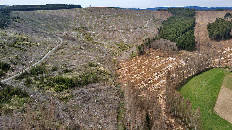 Eine durch Dürre und Käferbefall abgeerntete Forstfläche im Hackenbrachtta bei Erndtebrück, Kreis Siegen-Wittgenstein.
Foto: Peter Schneider, April 2022