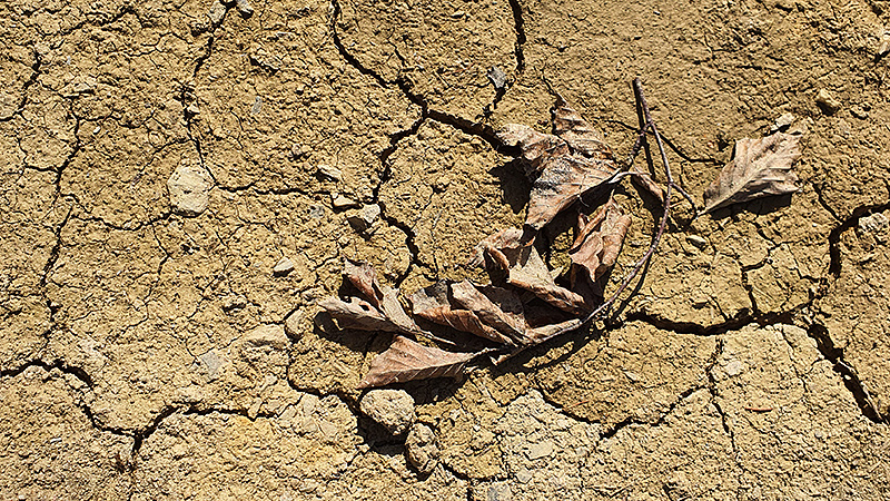 Aufgerissener Boden. Trockenheit auch im Hunsrück, Rheinland-Pfalz.
Foto: Thomas Brodbeck, Juli 2022.