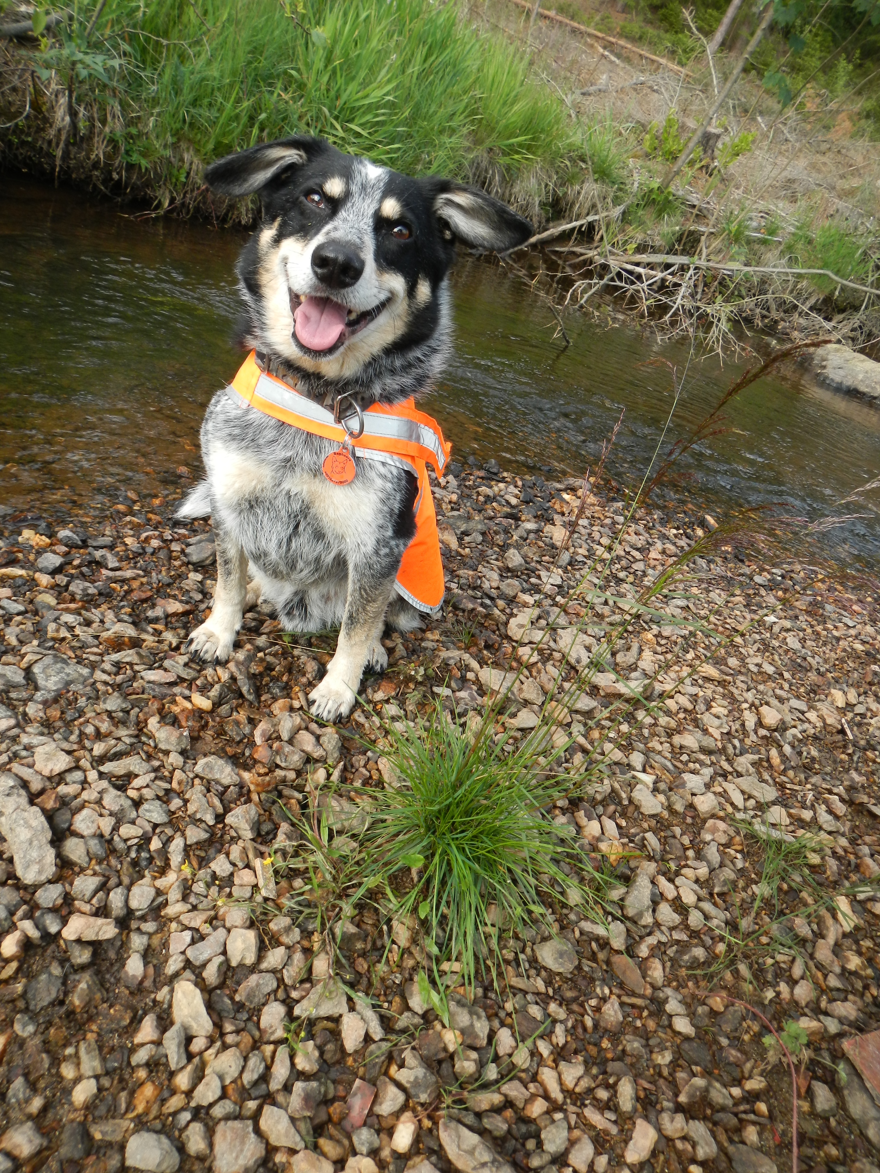 Wildlife detection dog Bagheera