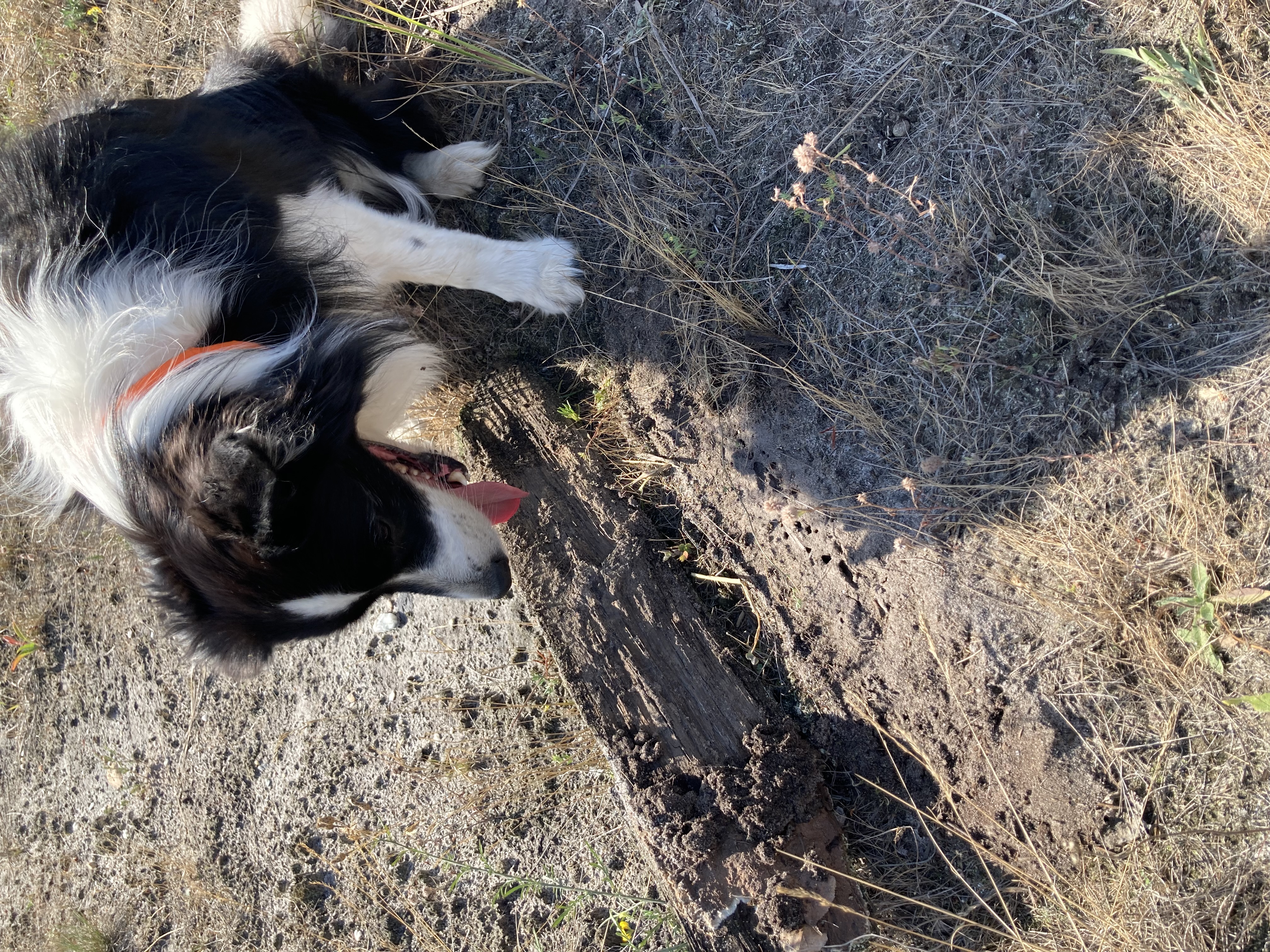 Artenspürhund Zammy