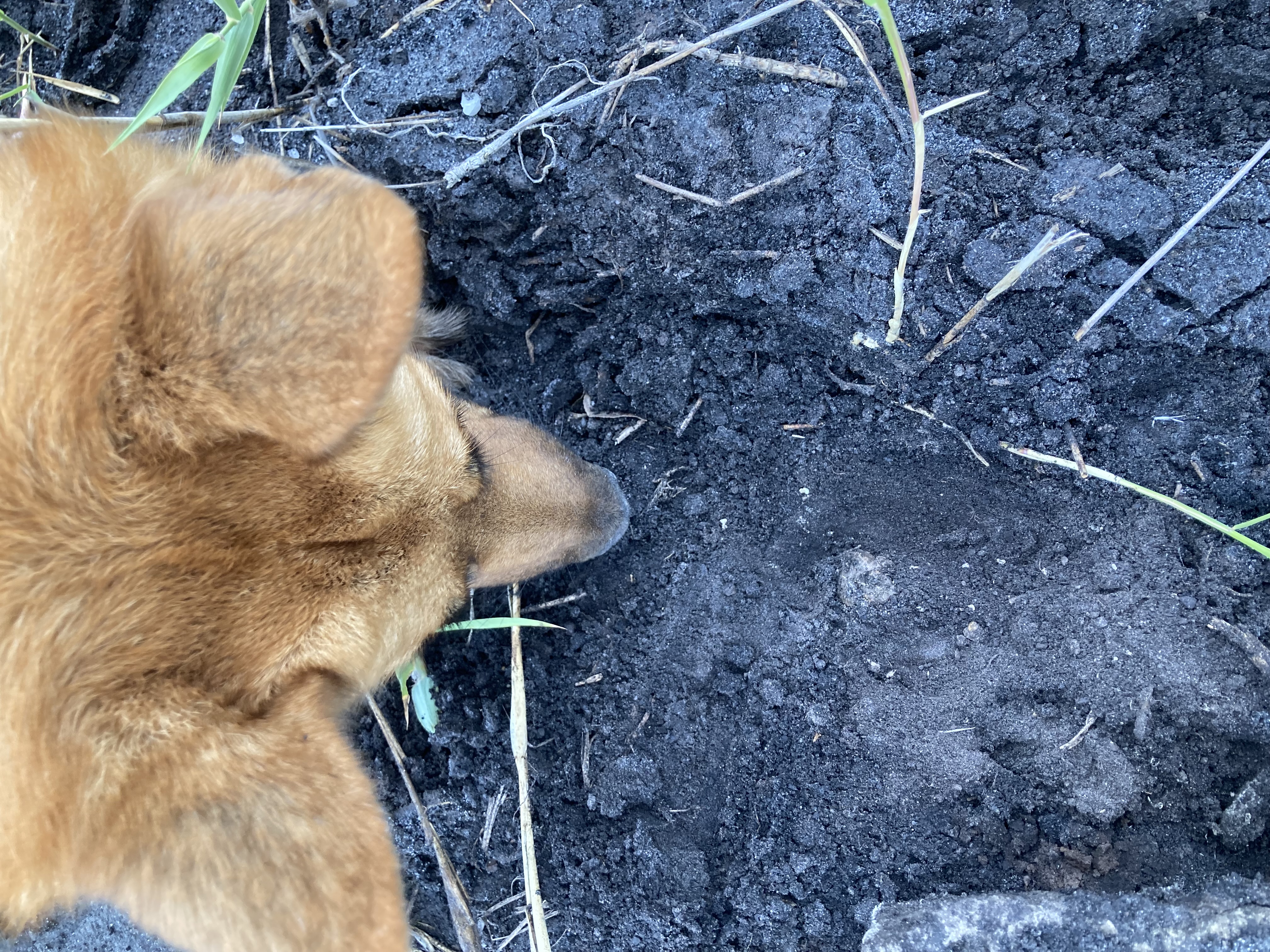 Wildlife detection dog Emma