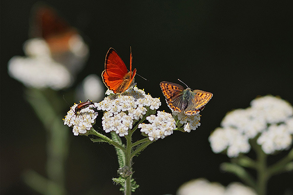 Dukaten-Feuerfalter (Lycaena virgaureae) und Brauner Feuerfalter (Lycaena tityrus) Foto: ©Petra Druschky / Tagfaltermonitoring Deutschland