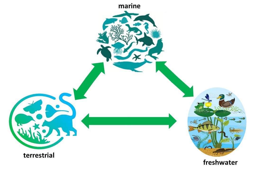 ADVANCE aims to assess metadata requirements for integrating biodiversity data from terrestrial, freshwater, and marine realms