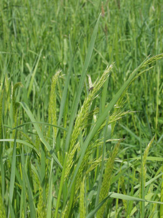 Plant species Trisetum flavescens