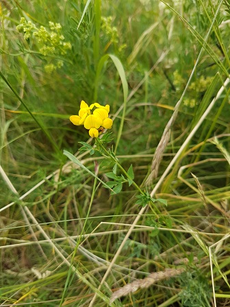 Plant species Lotus corniculatus