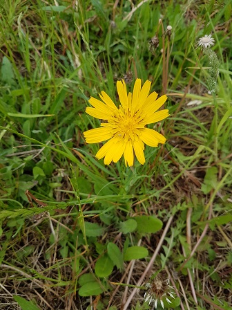 Plant species Tragopogon orientalis