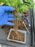 Collecting rhizosphere