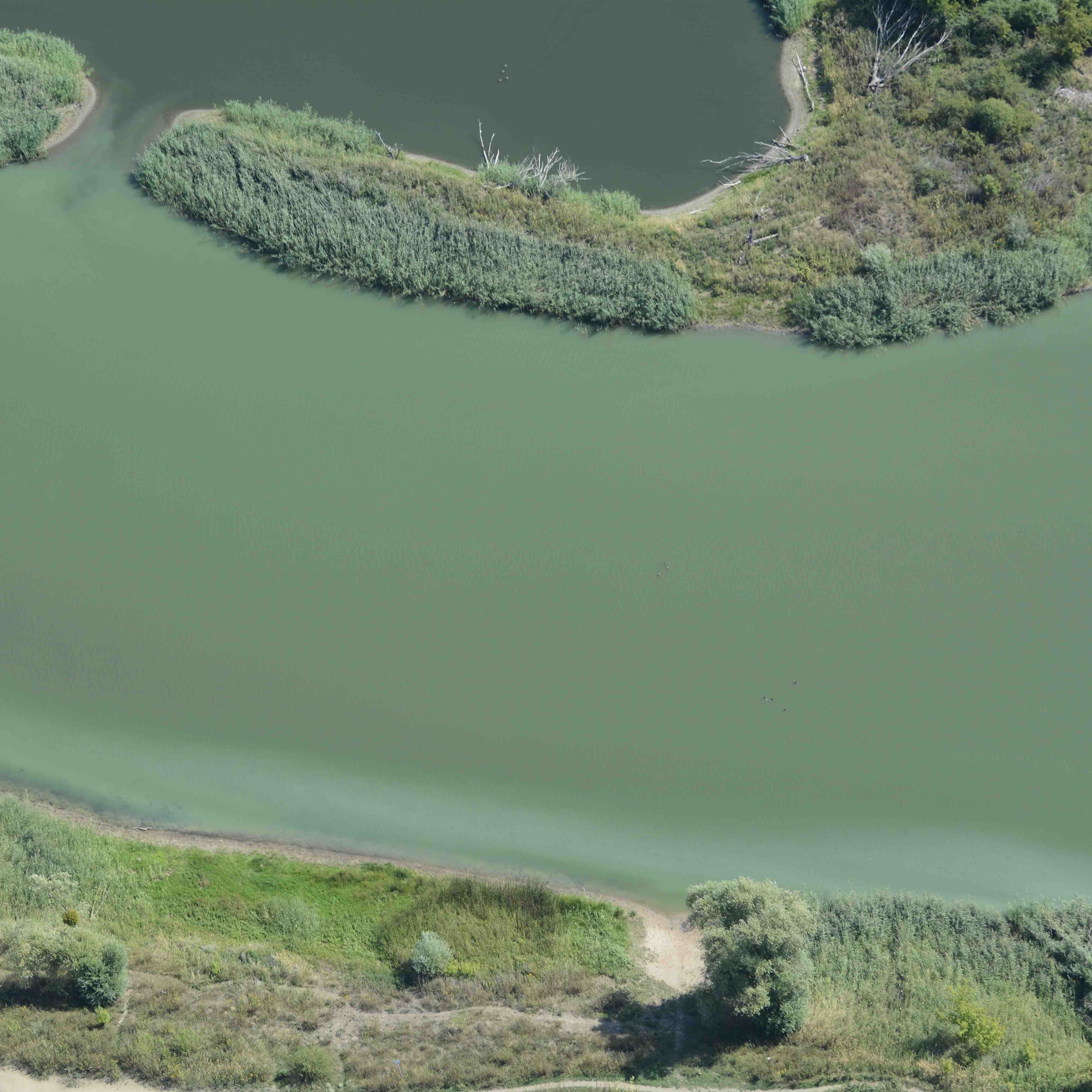 Algal bloom Algal bloom